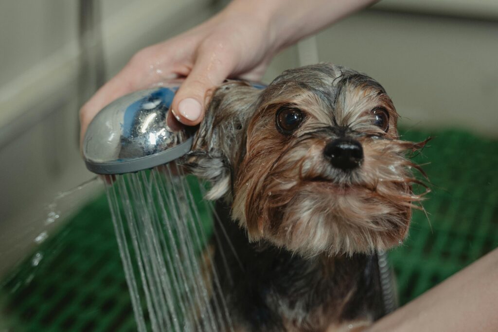 A Yorkshire Terrier being bathed and groomed by a person in a grooming salon.